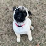 Otis Pugglesworth Cunningham - @otis_pugglesworth - Instagram