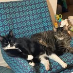 Otis & Agent Dale Cooper Cat - @the_fabulous_furjerks - Instagram