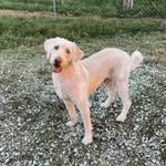 Otis Dale - @otis_the_doodle_dog - Instagram