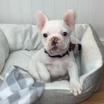 Otis Dale Shahan - @otisthefrencie - Instagram