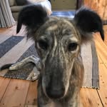 Otis the Ossiter 🐾🐾 - @otisinthederbyshiredales - Instagram