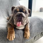 Otis Dalton - @otiithebulldog - Instagram