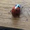otisdaltonglass - @otis_the_ladybug - TikTok