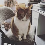 Otis 🐈The Dancy Pantz Cat - @otisthedancypantz - Instagram