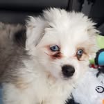 Otis Daniel - @otis.theminiaussietese - Instagram