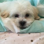 Hana - @otis_days - Instagram