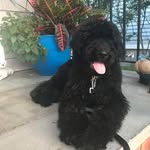 Megan Morrissey - @otisdaythedoodle - Instagram