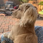 Otis Day - @otisthelongdog - Instagram