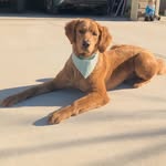 Otis Day - @otisday_thedoodle - Instagram
