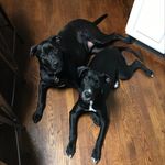 Millie Jo & Otis Dean - @milliejo_otisdean - Instagram