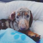Otis Red Dean - @otisreddean - Instagram