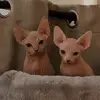Dobby & Otis - @sphynxxbrothers - TikTok