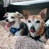 Dobby&Otis - @_dobbyandotis_ - TikTok