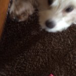 Otis Doyle - @_otis_and_oscar - Instagram