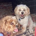Otis Doyle - @_otisthecavapoo_ - Instagram