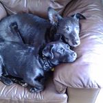 Duffy and Otis - @duffyotisandfriends - Instagram