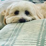 @otis_duffy_the_dog - Instagram