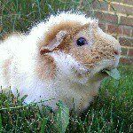 Ruffles•Malone•Keke•Otis•Duffy•Gin - @guineapigs_ruffles_malone - Instagram