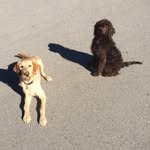 Duke & Otis - @doodles_duke_and_otis - Instagram