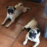 Duke & Otis - @dukeandotisthepugs - Instagram