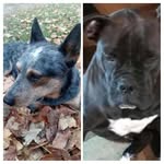 Duke and Otis - @farmers_duke_and_otis4eva - Instagram