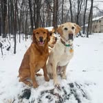 Duke and Otis - @duke_otis - Instagram