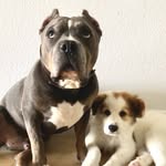 Otis & Duke - @otis.and.duke - Instagram