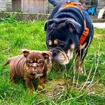 Otis and Duke - @bully_otis_duke - Instagram