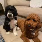 Delta and Otis Dunn - @two_dunn_doods - Instagram