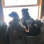 Otis and Farley - @otis.farley94 - Instagram