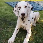 Otis Farley - @otisthedalmatian - Instagram