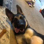 Otis - @otis_mylifeissohard_farmer - Instagram