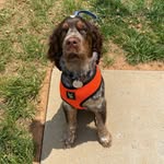 Otis Duncan Farris - @furry_fella_farris - Instagram