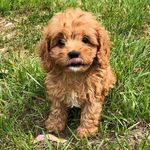 Otis Fields - @otis.the.cavapup - Instagram