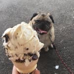 Otis Foley - @otisthepug101 - Instagram