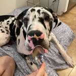 Otis Foley - @otis_the_great1 - Instagram