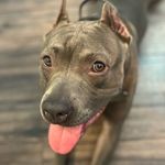 Otis Gentry-Carter - @o.dis.dog_otis - Instagram