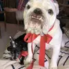 Otis & George - @otis.george - TikTok