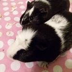Otis And George - @otis_and_george - Instagram