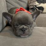 Otis Daryl George - @otis_the_frenchie7 - Instagram