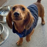Otis George - @odie_the_weiner_dog - Instagram