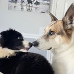 Otis George - @adventuresofotisgeorge - Instagram
