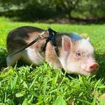 Otis Sir George - @otis_sirgeorge_thepig - Instagram