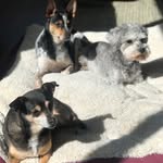 Tobey, Jameson, Otis & George - @wwolf_packk - Instagram