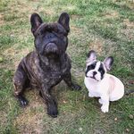 @otisandgilbert - Instagram