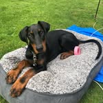 Otis Gill - @otis.thedoberman - Instagram