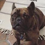 Otis Gillies - @otis_gillies - Instagram