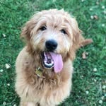 Otis Gillis - @otis.gillis - Instagram