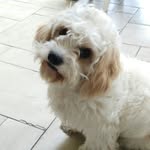 Otis - @otis_glennon - Instagram