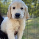 Otis Baxter Graves - @otisbaxtergraves - Instagram